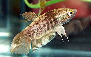 Betta prima